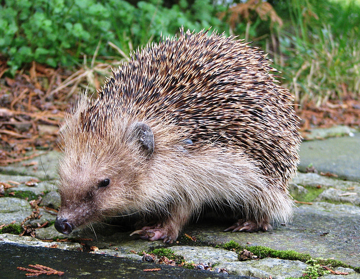 hedgehog, spur, cute, nocturnal, prickly, grass, away