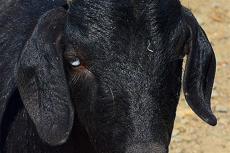 goat, portrait, close up, face, horns, head, animal