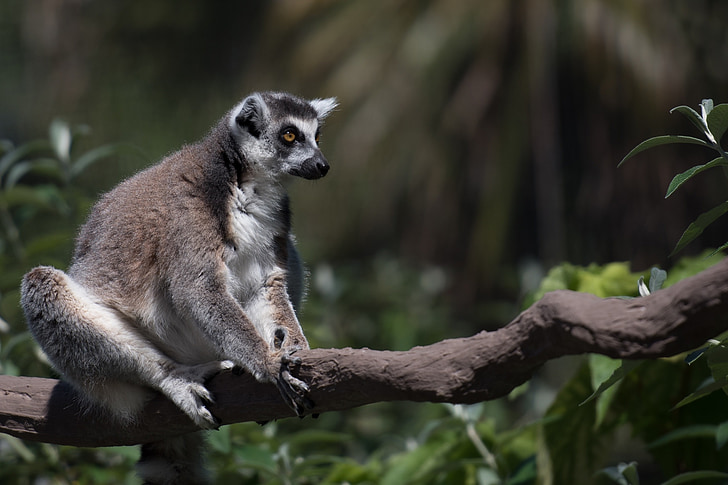 lemur, dyreliv, Madagaskar, fauna, dyr, pattedyr, primas