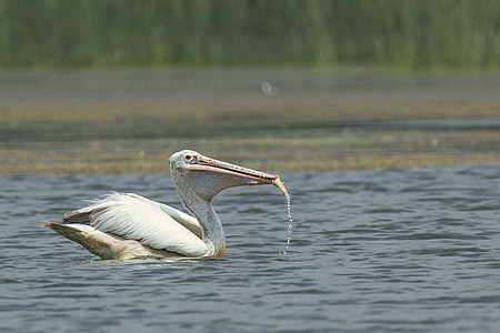 bird, pelican, mysore, india, eating, feed, fish