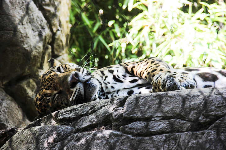 Jaguar, dyr, dyrehage, jungelen, Leopard, Afrika, stor
