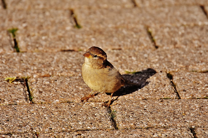 Sparrow, burung, kecil, Manis, alam, bulu, muda