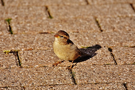 sparrow, bird, small, cute, nature, plumage, young