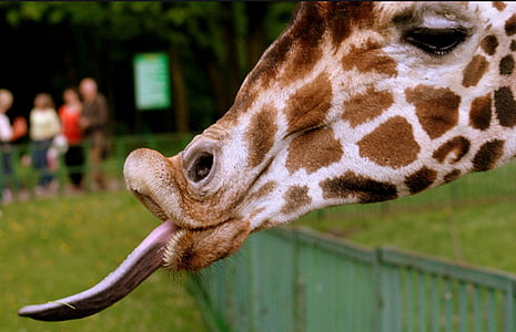 giraffe, emotions, funny, animal, nature, mammal, animal Head