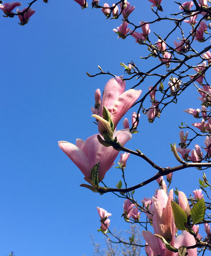magnolijas, zilās debesis, Pavasaris, koks, rozā krāsa, daba, filiāle