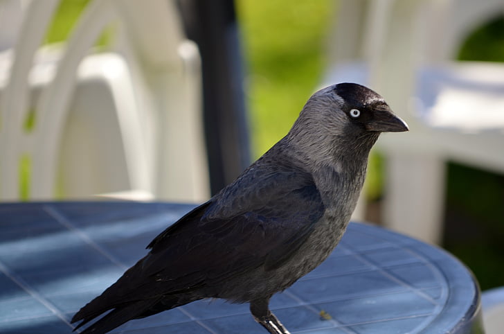 Jackdaw, anggota keluarga gagak, burung, Corvus monedula, musim semi, Meja, hewan