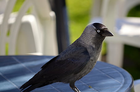 Taccola, membro della famiglia di corvo, uccello, Corvus monedula, primavera, tavolo, animale
