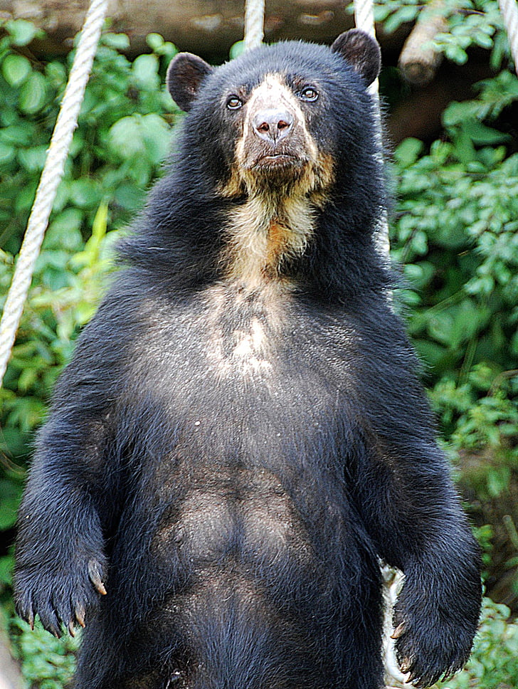 bear, spectacled bear, zoo, enclosure, wildlife, animal, mammal