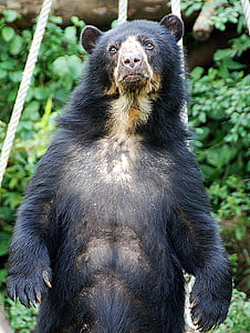 bear, spectacled bear, zoo, enclosure, wildlife, animal, mammal