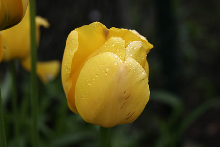 flower, flowers, flora, yellow flower, garden, tulip, tulips