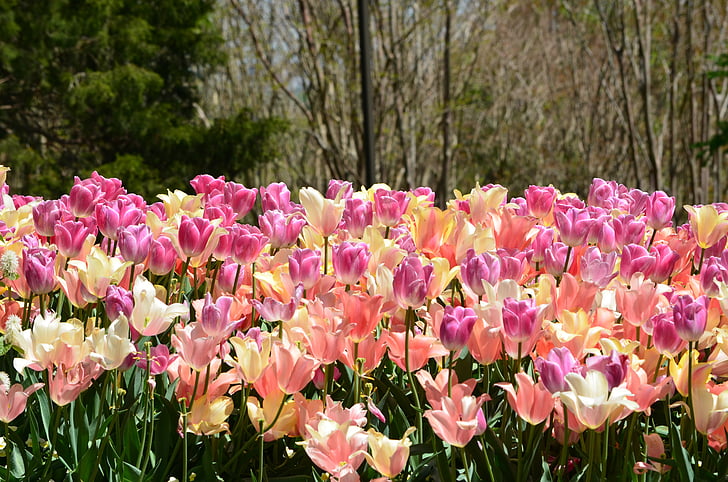 pole tulipánov, kvety, jar, kvety, krásny, krása, prírodné