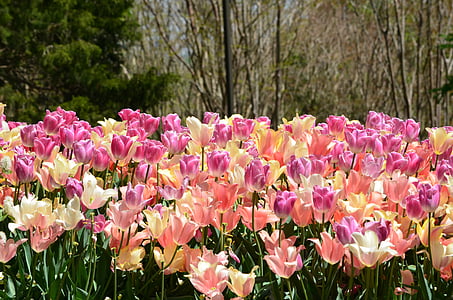 felt af tulipaner, blomster, forår, blomstrer, Smuk, skønhed, naturlige