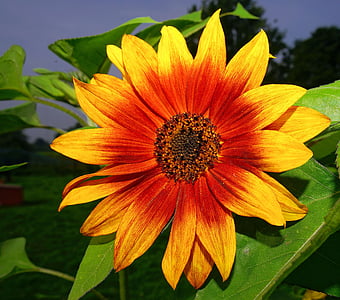 kwiat, Bloom, Sun flower, żółty, kwiat, Latem, roślina