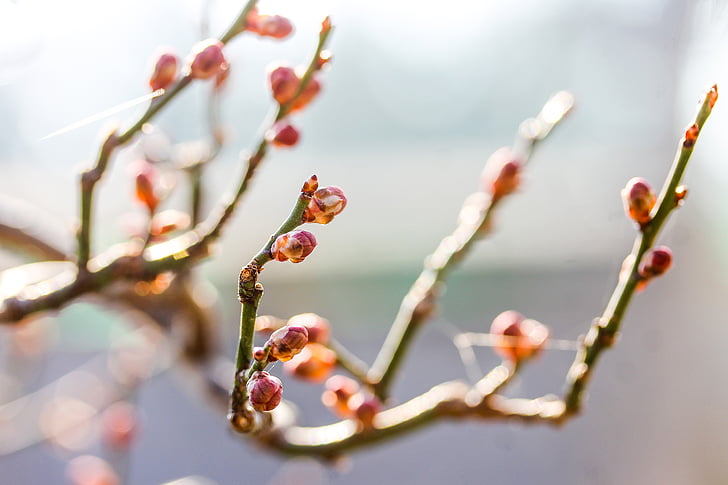 Prunus mume, dværg-mandel, bud, spirende gren, forår, plante, blomst