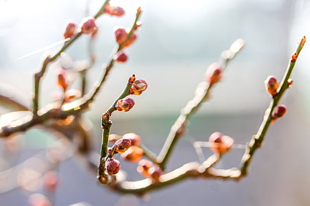 Prunus mume, mandorla di nano, Bud, ramo in erba, primavera, pianta, fiore