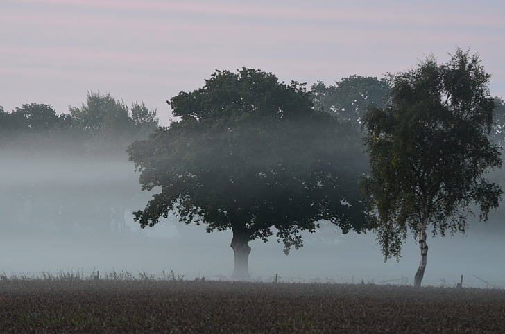 nebbia, elementi di nebbia, Morgenstimmung, velo, rugiada del mattino