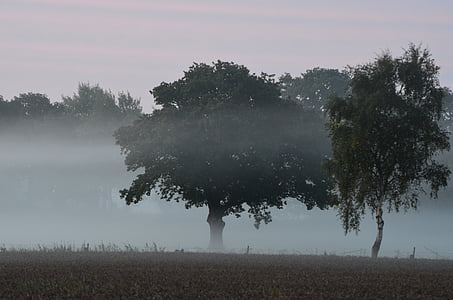 köd, köd elemek, morgenstimmung, fátyol, reggeli harmat