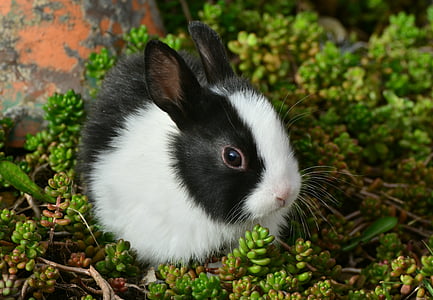 Hare, Bunny, Söt, päls, Husdjur, nager, ett djur