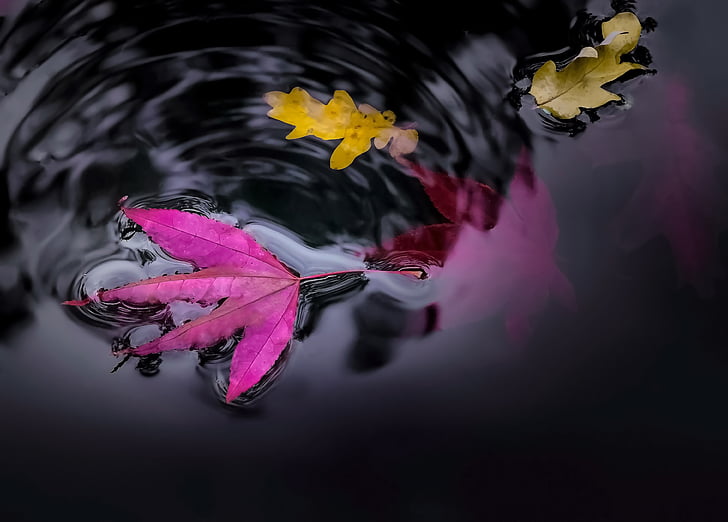 water, pond, leaves, colorful, oak, maple, floating
