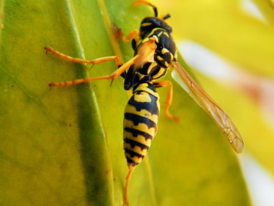 wasp, animal, insect, nature, macro, leaf, hornet