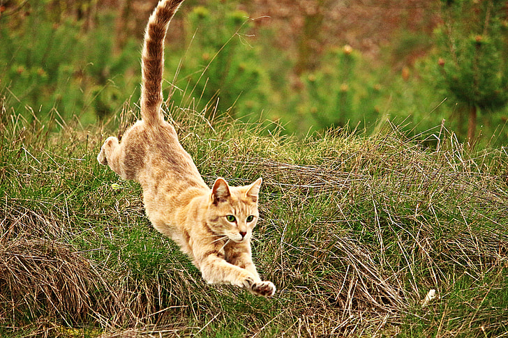 kucing, melompat, anak kucing, berkembang biak kucing, kucing harimau, mieze, ikan kembung