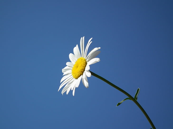 fleur, Bloom, blanc, été, Daisy, fleurs, Journée