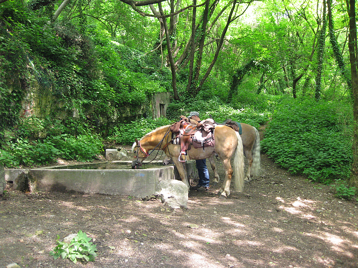 horse trough, horses, haflinger, ride, forest, green, fountain