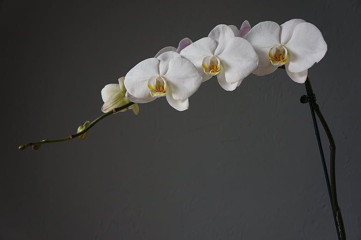 orchidées, tasses, blanc