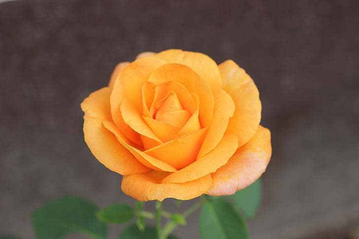 pomarańczowy rose złoty medal, kwiatowy, Kwitnienie, ogród, romantyczny, miłość, Natura