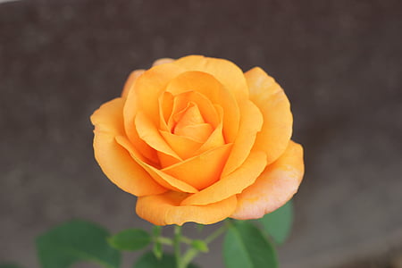 オレンジのバラ ゴールデン メダル, 花, 咲く, ガーデン, ロマンチックです, 愛, 自然