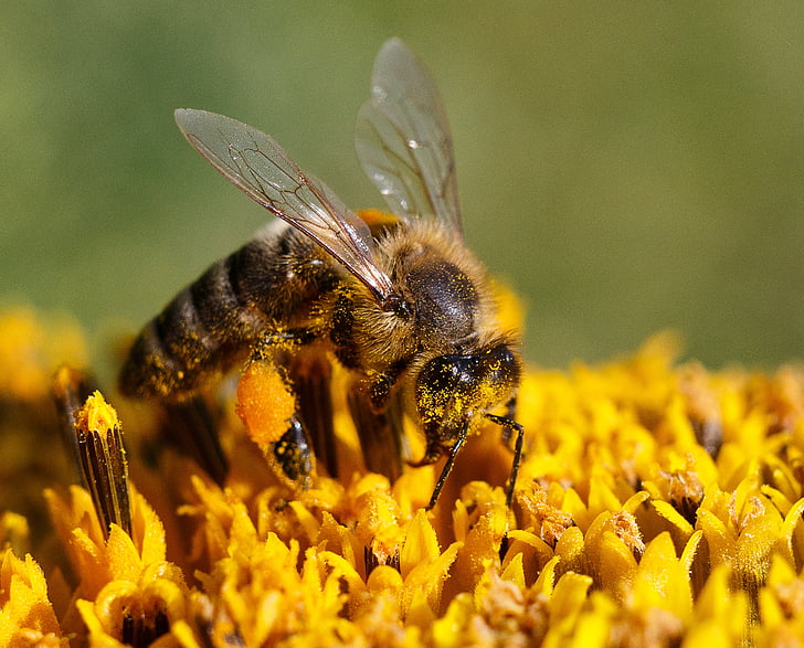 Bee, honung, samla in, blomma, pollen, makro, sommar