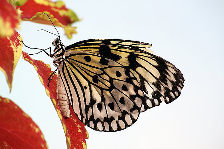 papallona, estel de paper, macro, insecte, natura, ales, colors