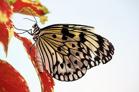 kupu-kupu, layang-layang kertas, makro, serangga, alam, sayap, warna-warni