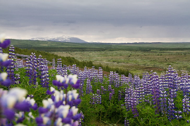 фиолетовый, Белый, цветок, поле, дневное время, Гора, Geysir