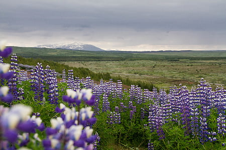 fioletowy, biały, kwiat, pole, w ciągu dnia, góry, Geysir