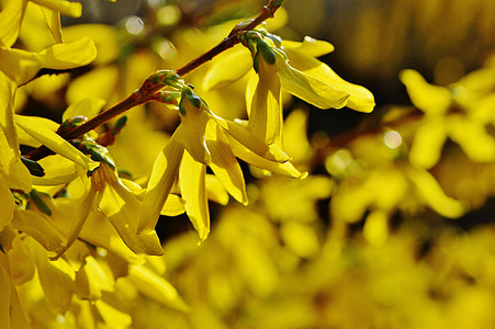 forsythia, flowers, yellow, bush, beautiful, spring, close