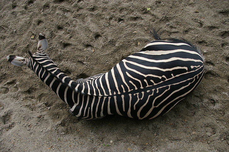 Zebra, Zoo, Budapešť