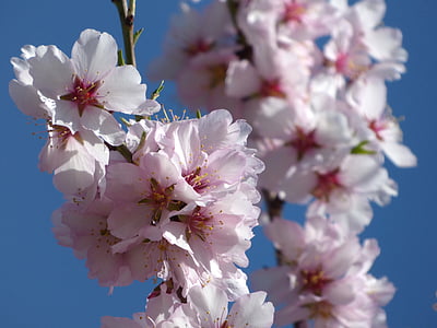 Almond treet i blomst, blomstrende gren, blomster, florir, himmelen