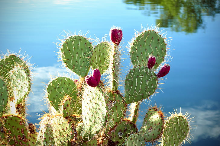 cactus, manzanas de nopal, higo chumbo, planta, natural, flor, floración