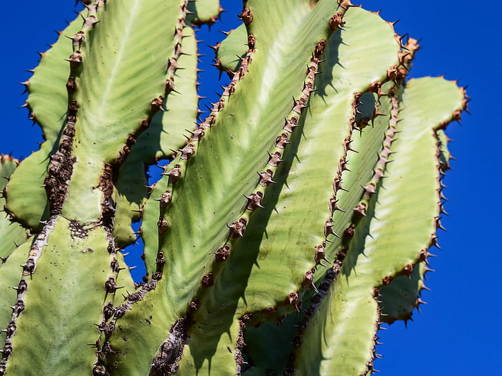 Kaktus, ciernie, roślina, Natura, Sharp, kolczaste