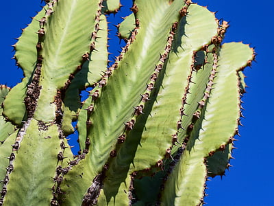 kaktus, trnje, biljka, priroda, oštar, trnovit