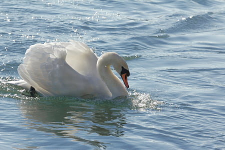 Swan, burung air, kebanggaan, alam, schwimmvogel