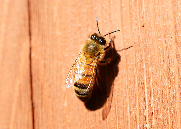 med, Bee, Buckfast, hmyzu, včelí med, samica, včela robotnica