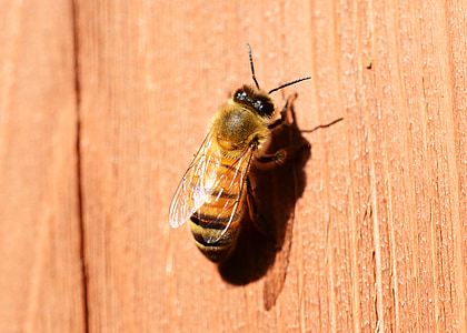 miere, albine, buckfast, insectă, miere de albine, de sex feminin, albină lucrătoare