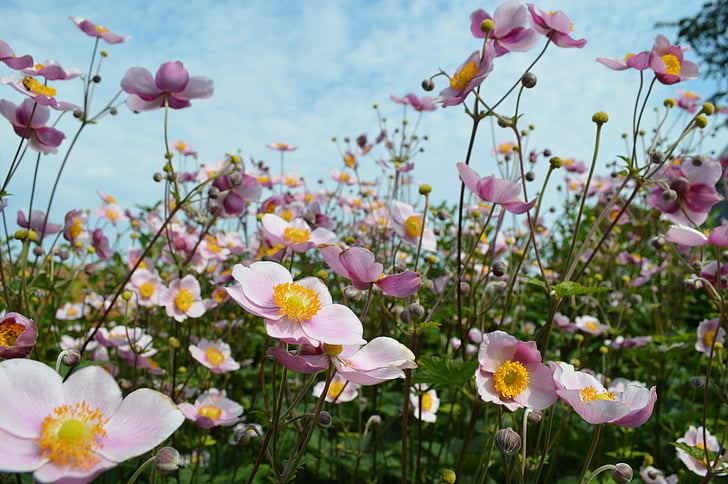 Anemones, vaaleanpunaiset kukat, kukat, vaaleanpunainen kukka, luonnollinen, kesällä, kukka