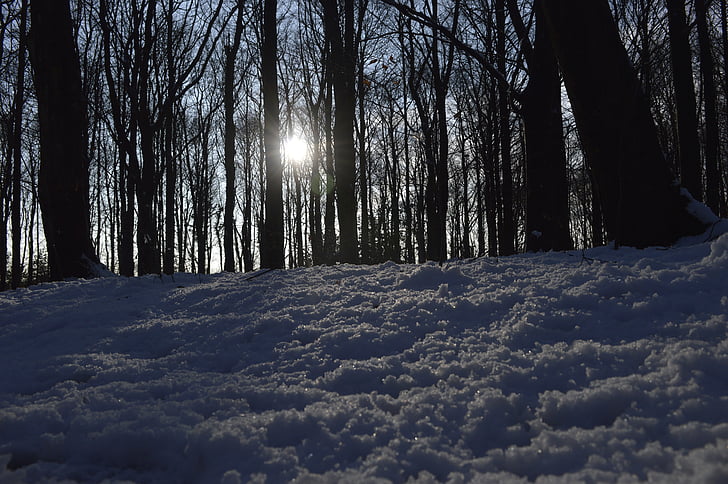 sne, skov, solen, vinter, jul, sæson, træ