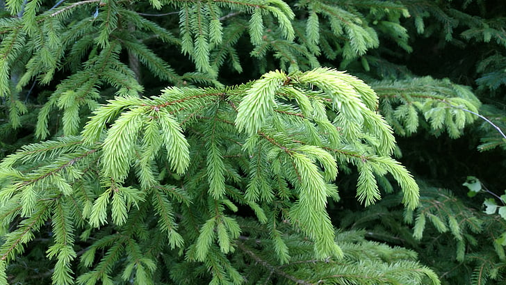 fir, green, nature, prickly, conifer, periwinkle, pine needles