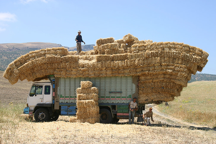 Marokko, lastbil, hø, arbejde, landbrug
