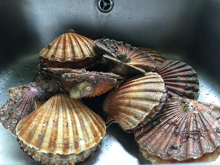 scallops, sink, stainless