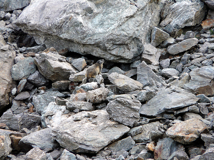 Marmota, animals, roques